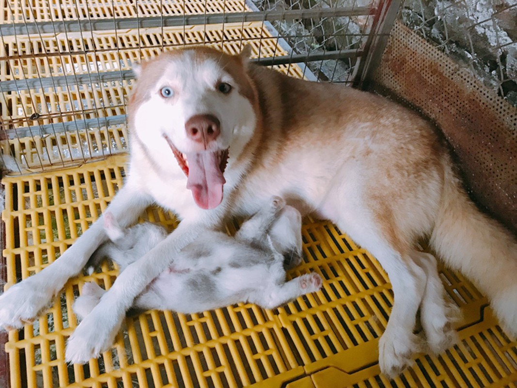 Nhung con vat so huu “doi mat biet noi” day mi luc-Hinh-6