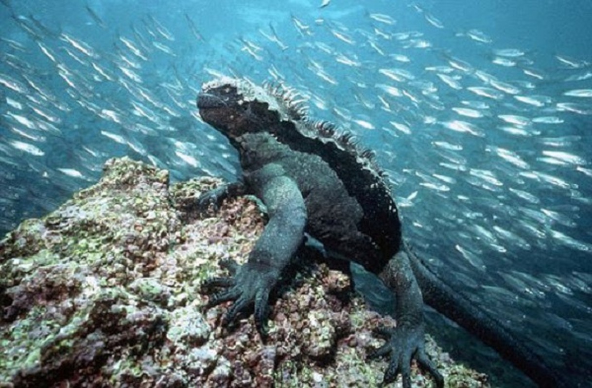 Quai vat Godzilla ngoai doi thuc hoa ra o ngay gan con nguoi-Hinh-2