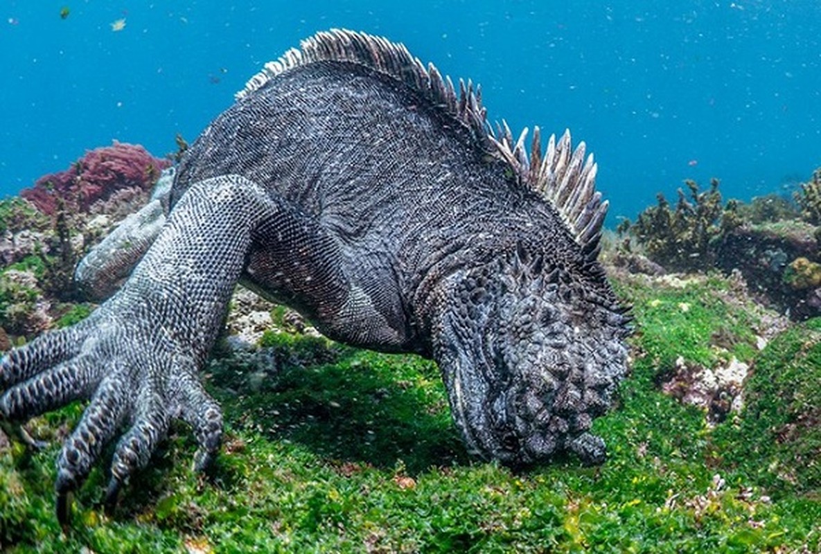 Quai vat Godzilla ngoai doi thuc hoa ra o ngay gan con nguoi-Hinh-4