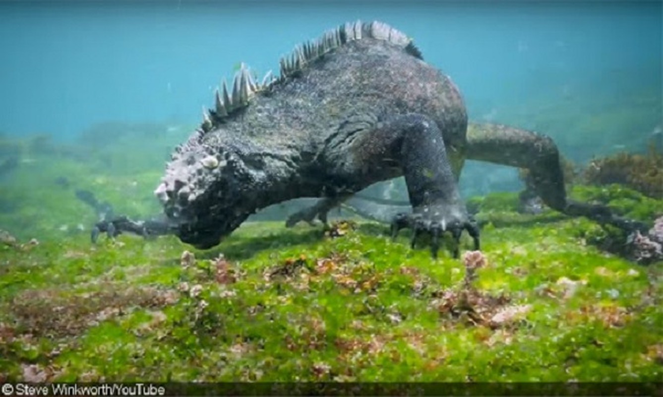 Quai vat Godzilla ngoai doi thuc hoa ra o ngay gan con nguoi-Hinh-8