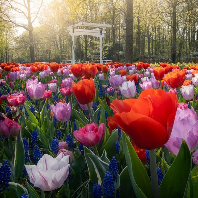 Thuc hu hinh anh hang tram trieu bong hoa tulip bi tieu huy-Hinh-10