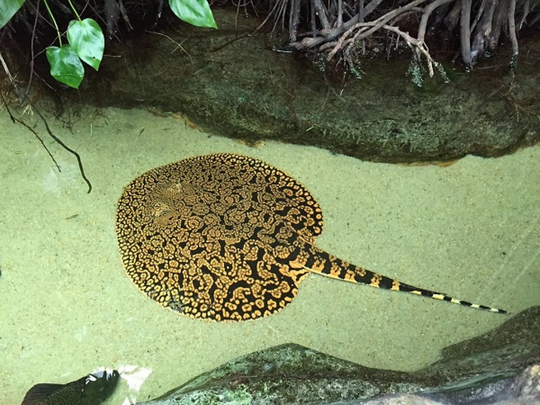 Nuoi ca sam thu choi danh doi bang ca... tinh mang-Hinh-10