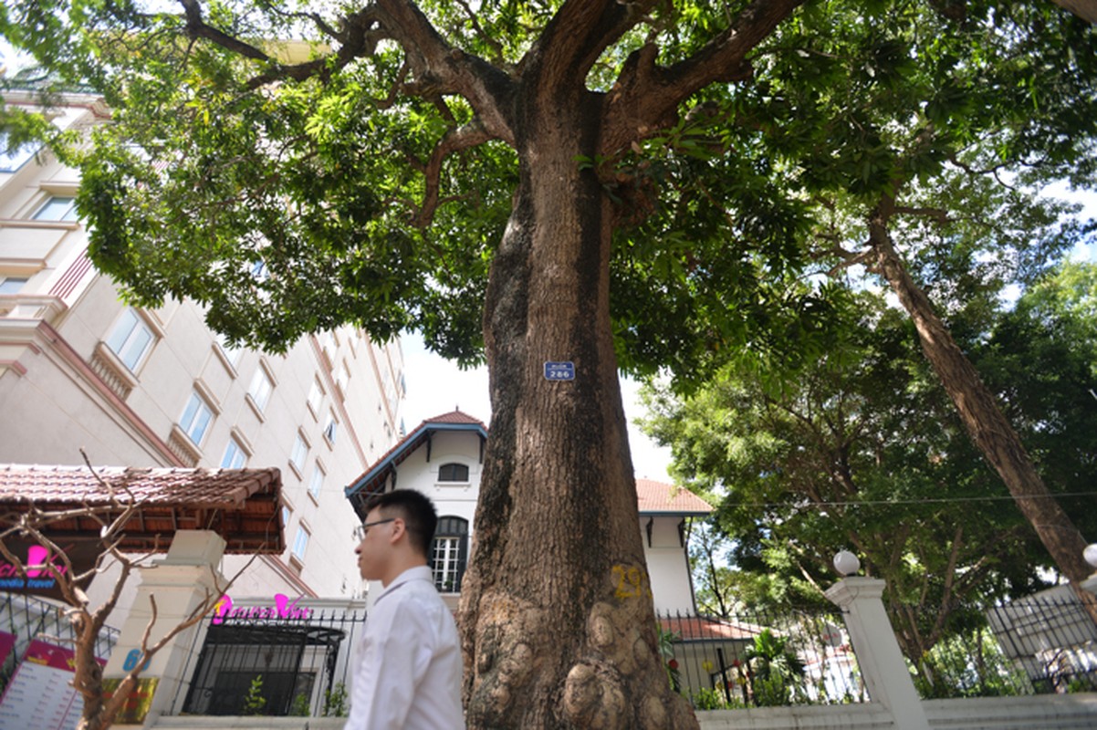 Cay xoai co thu giua long Ha Noi qua ngot lim nhung chi cho... rung-Hinh-4