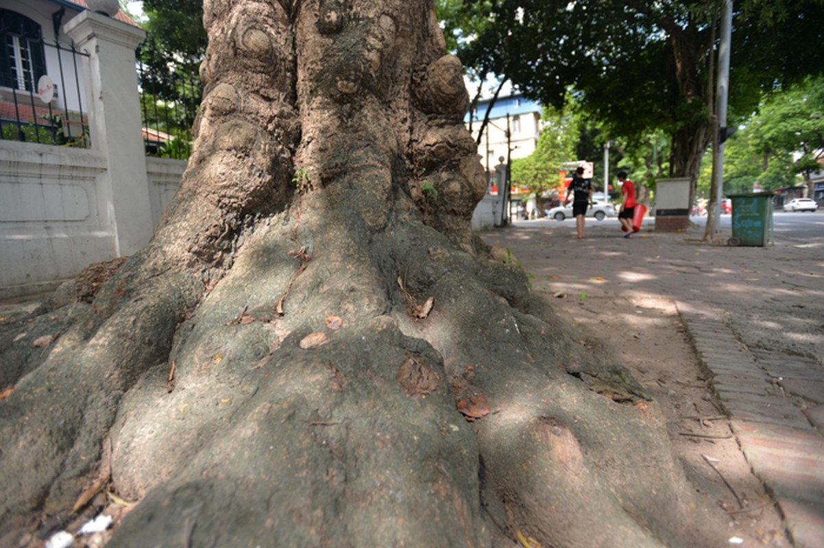 Cay xoai co thu giua long Ha Noi qua ngot lim nhung chi cho... rung-Hinh-6