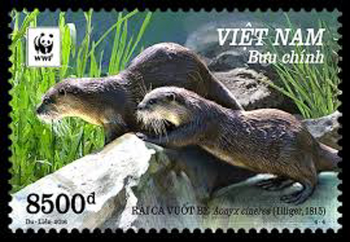 Cap rai ca Dan Truong nuoi nhot tung xuat hien trong tem thu Viet Nam-Hinh-6