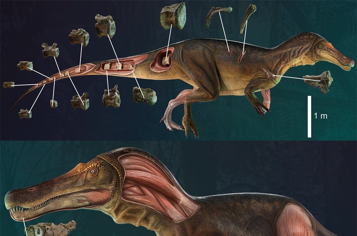 Phat hien khung long Spinosaurus mat ca sau ky di, chuyen gia ngo ngang-Hinh-2