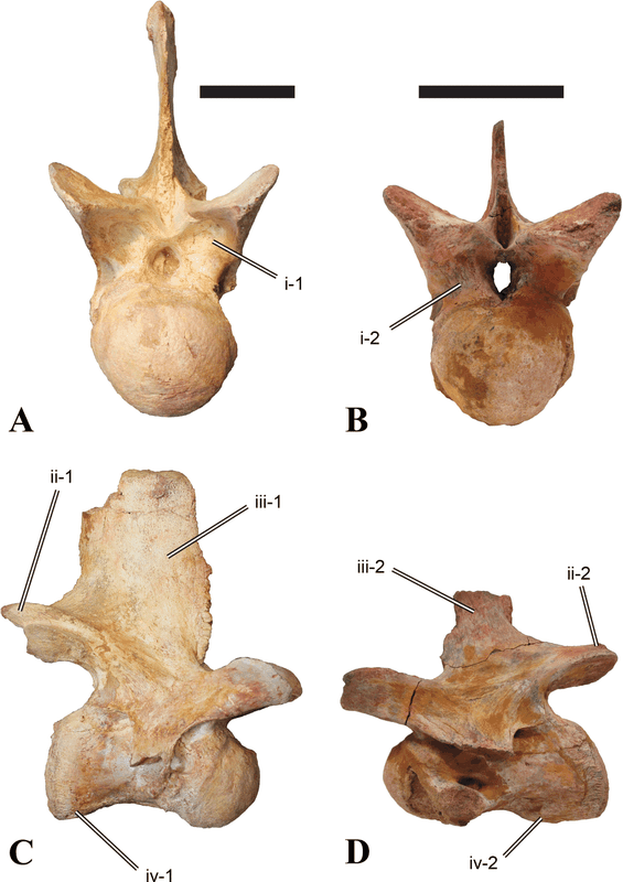 Phat hien khung long Spinosaurus mat ca sau ky di, chuyen gia ngo ngang-Hinh-3