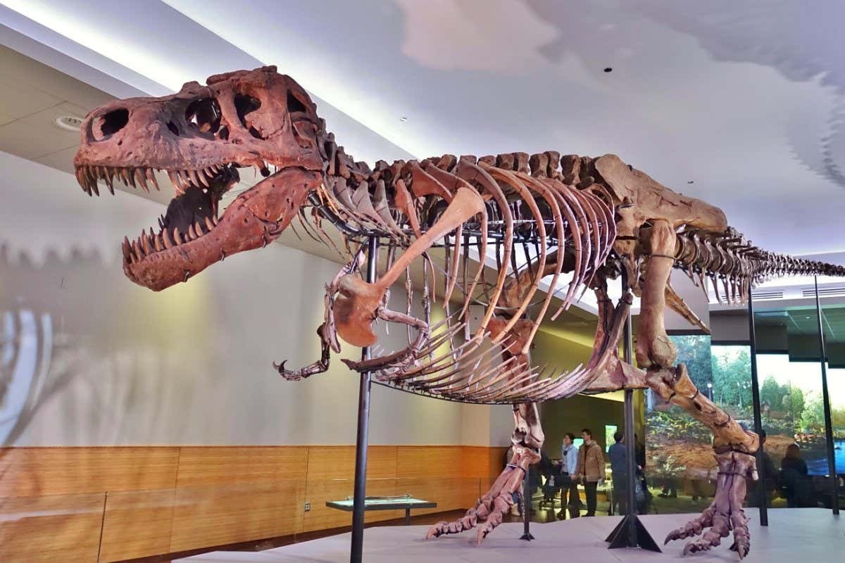 Phat hien khung long Spinosaurus mat ca sau ky di, chuyen gia ngo ngang-Hinh-6