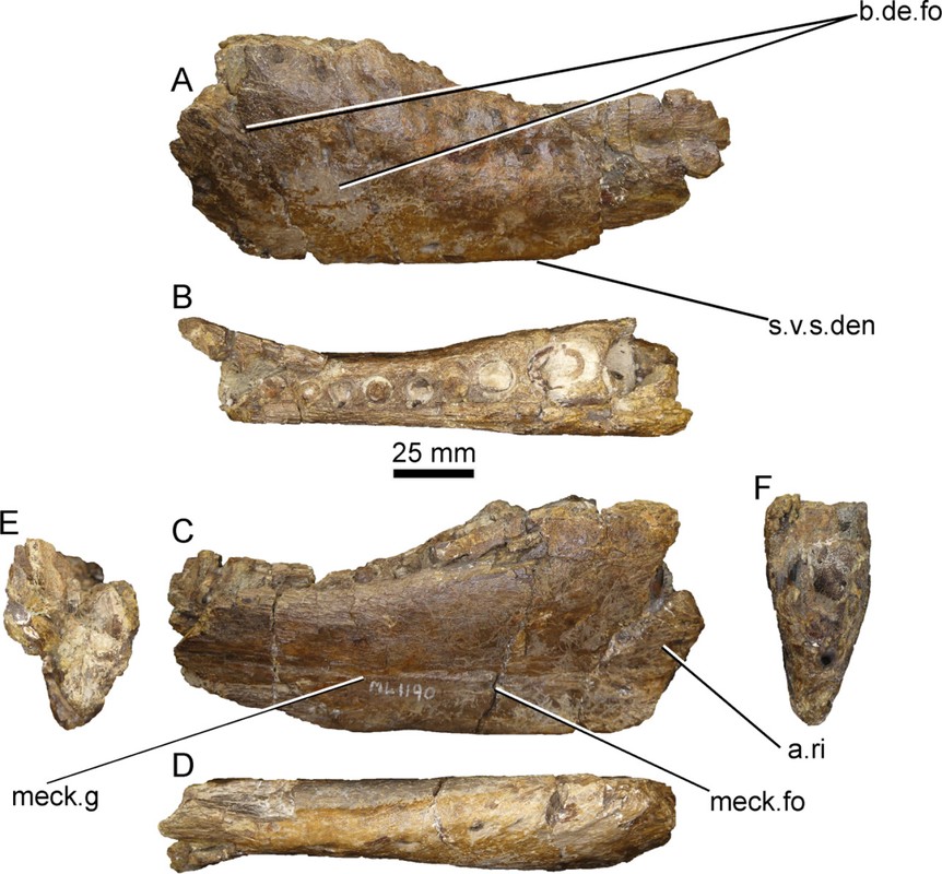 Phat hien khung long Spinosaurus mat ca sau ky di, chuyen gia ngo ngang-Hinh-7