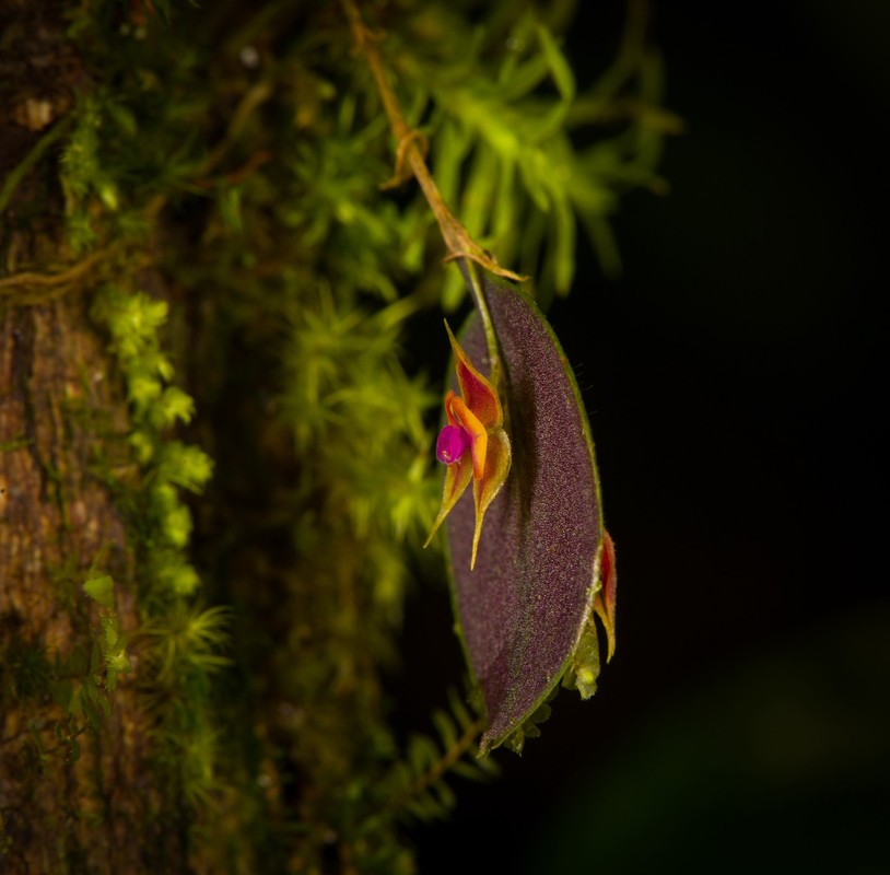 Bat ngo tim thay ba loai lan moi o Ecuador: Toan loai quy hiem!-Hinh-9