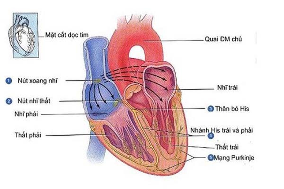 Bi mat dang kinh ngac cua co the con nguoi-Hinh-3