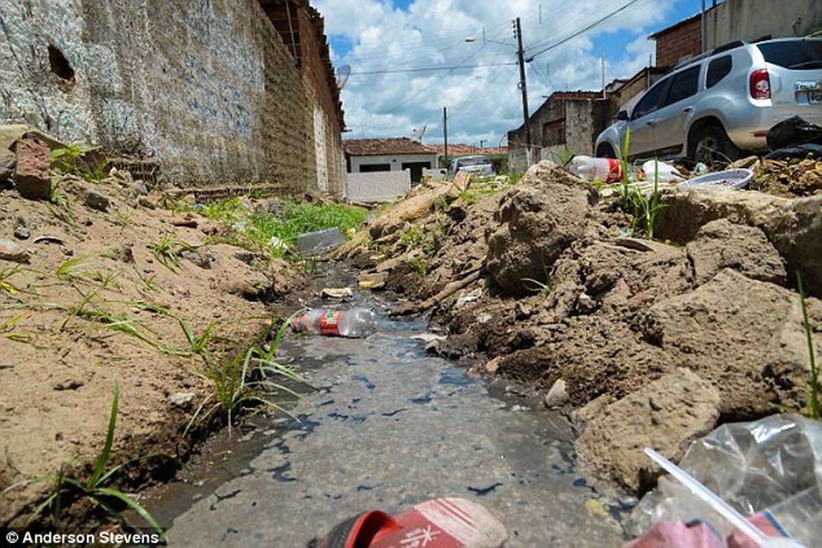 Khung canh dang so trong o dich virus Zika-Hinh-8