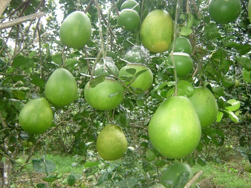 Nhung loai qua “thuan Viet” chi em thoai mai “rinh” ve-Hinh-5