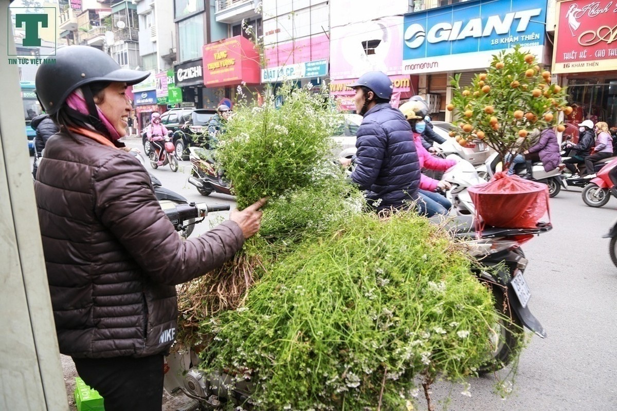 Ngo ngang cong dung cua tam nuoc la mui gia voi suc khoe-Hinh-10