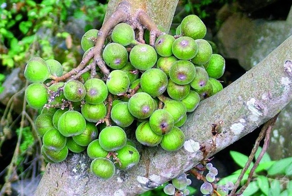 Loi ich bat ngo tu thu qua re tien, moc day trong vuon nha-Hinh-7