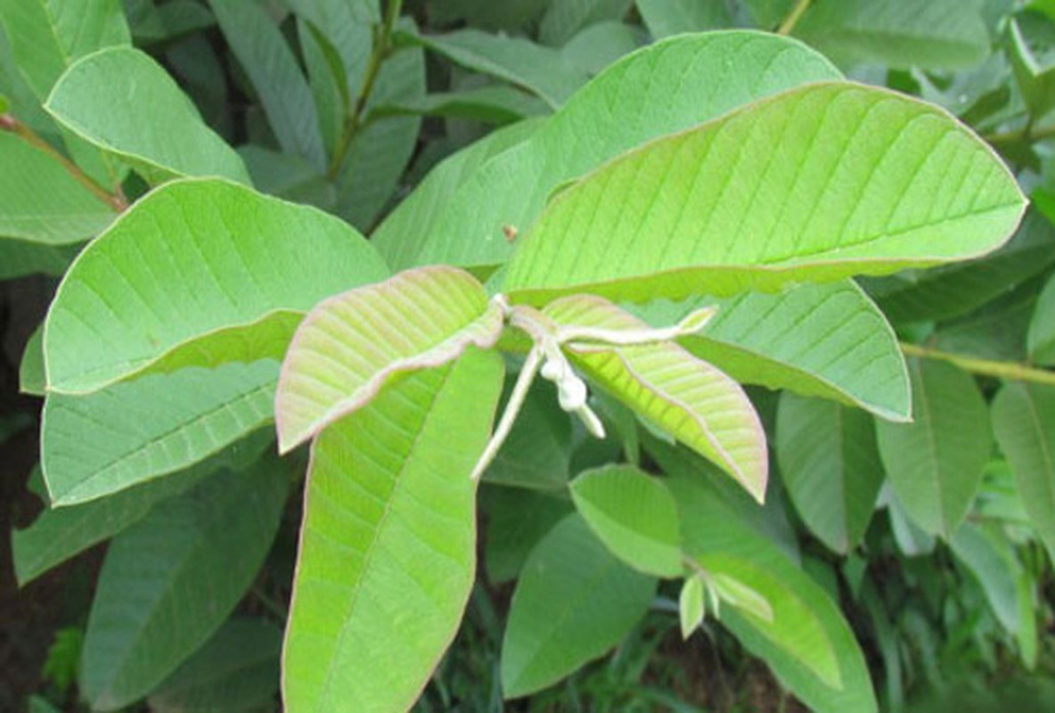 Meo tri e buot rang tu nguyen lieu thien nhien, don gian ma cuc ky hieu qua-Hinh-2