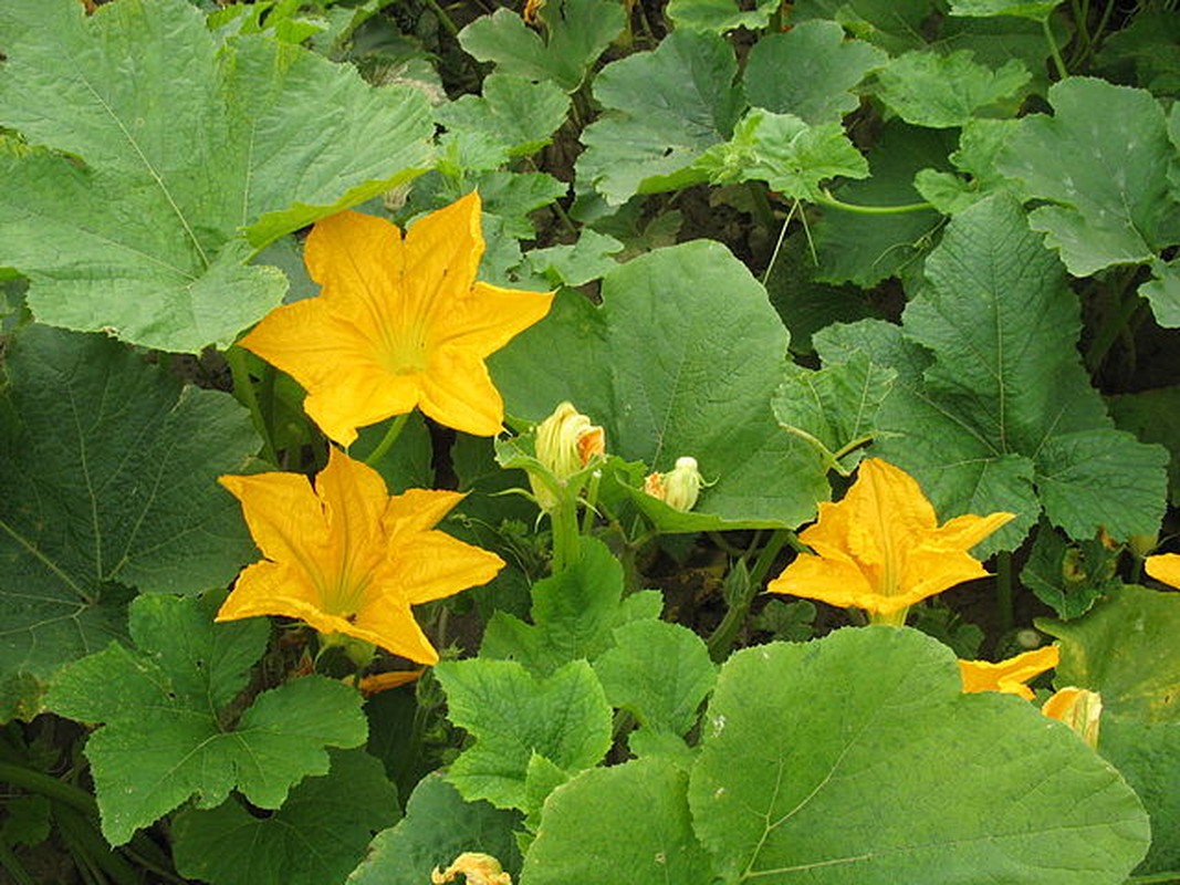 Khong chi ngon, rau bi con chong ung thu, cai thien kha nang sinh san-Hinh-6