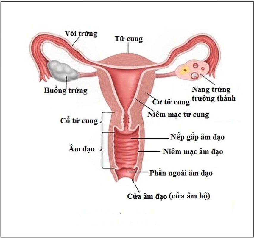 Phu nu co nhung dau hieu nay co the da bi ung thu am ho