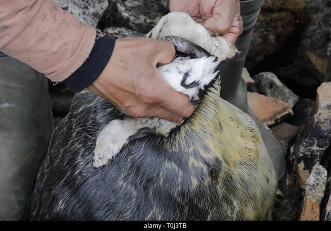 Bun run chan tay truoc dac san “cuu doi” boc mui cua nguoi Inuit-Hinh-5