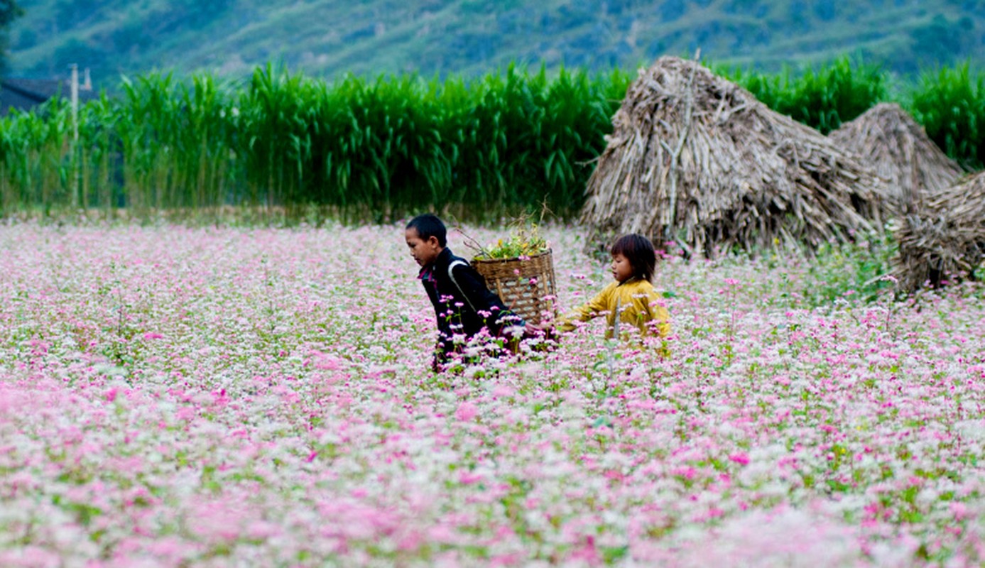 Dam minh trong nhung canh dong hoa tuyet dep ngay gio ve-Hinh-2