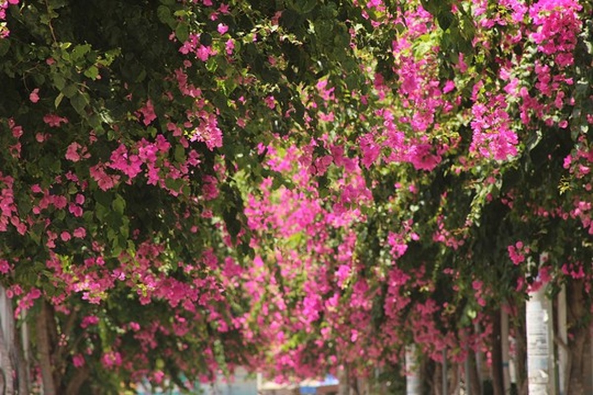 Lac vao cung duong hoa giay dep nhat Nha Trang-Hinh-2