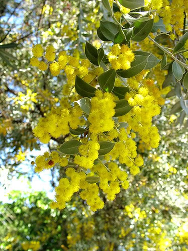 Den Da Lat mua thay ao moi voi sac vang mimosa ruc ro-Hinh-4