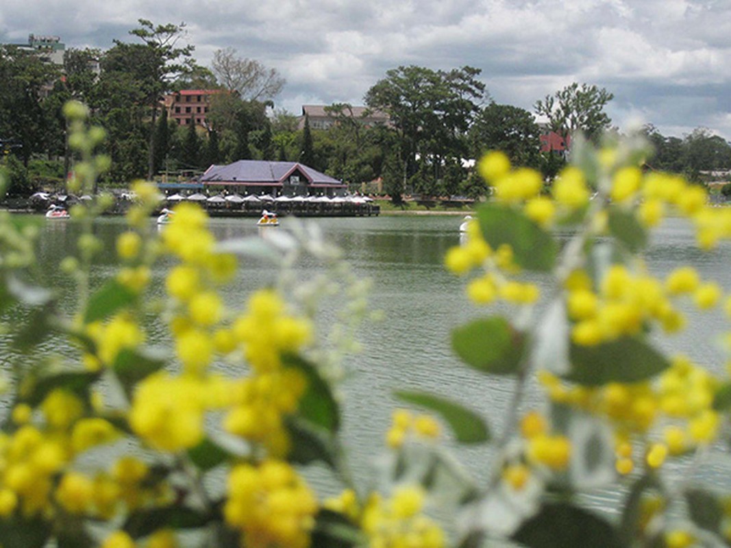 Den Da Lat mua thay ao moi voi sac vang mimosa ruc ro