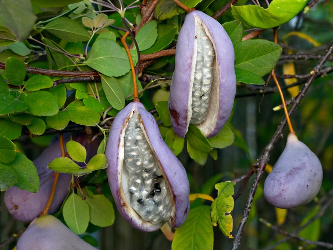 Bai thuoc tu cay kim tien thao duoc nhieu nguoi su dung-Hinh-3