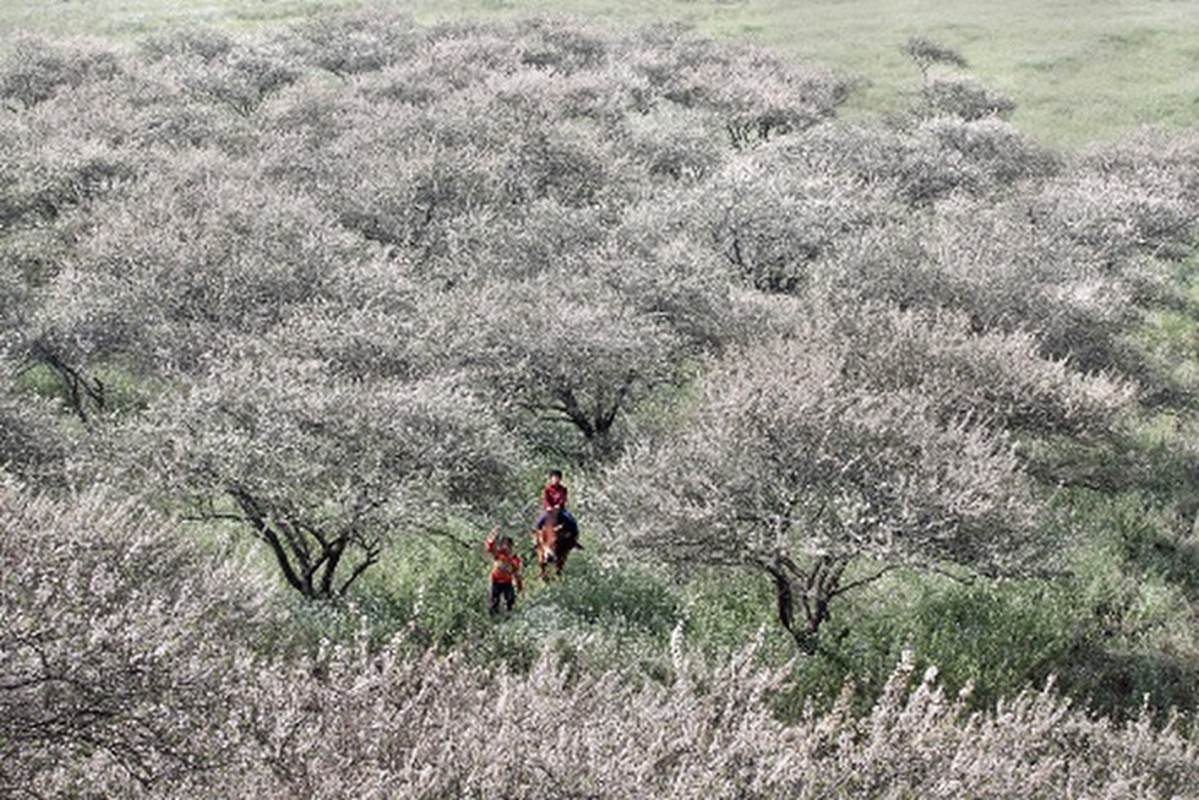 Bai thuoc hay chua benh tu hoa man ngay xuan