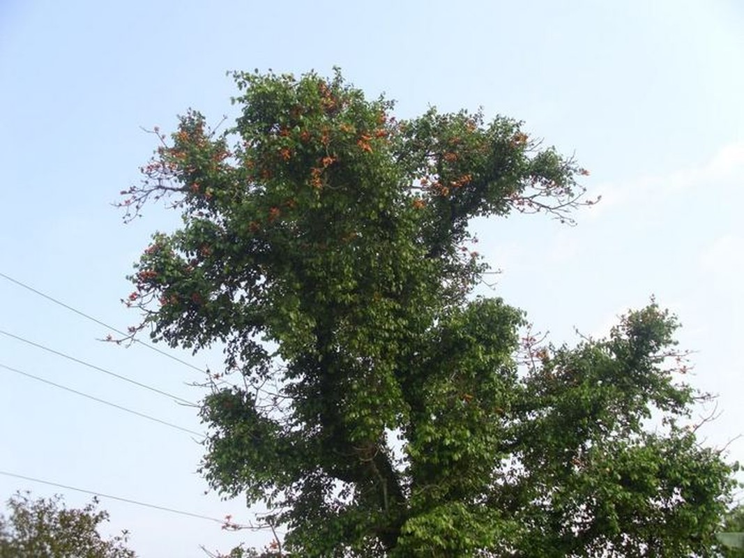 Bai thuoc hay chua benh hieu qua tu cac loai tam gui-Hinh-4