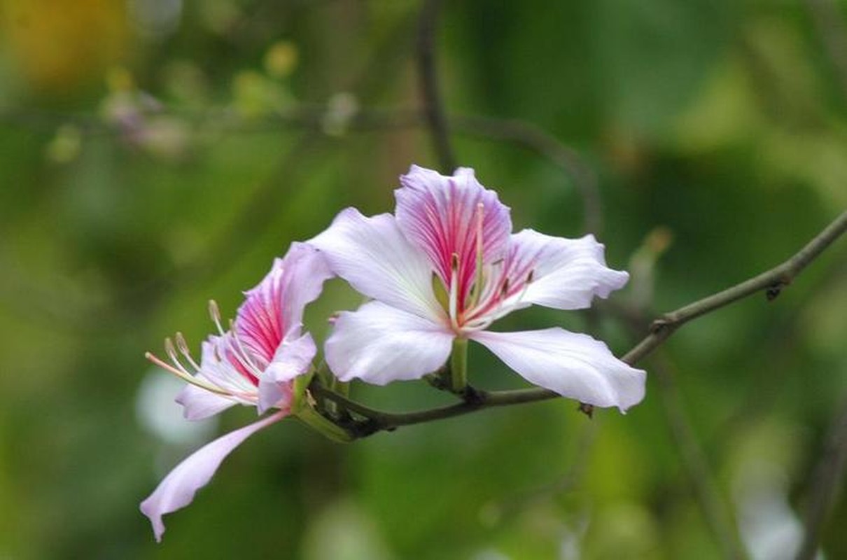 Bai thuoc chua tieu chay, viem gan hieu nghiem tu hoa ban-Hinh-8