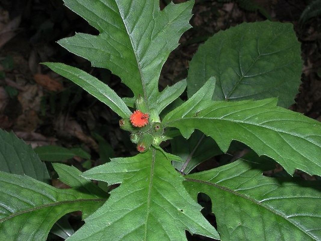 Kham pha “kho” thuoc quy tu cac loai rau co dai vuon nha-Hinh-3