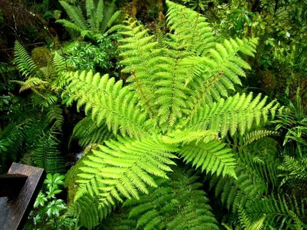 Kham pha “kho” thuoc quy tu cac loai rau co dai vuon nha-Hinh-9