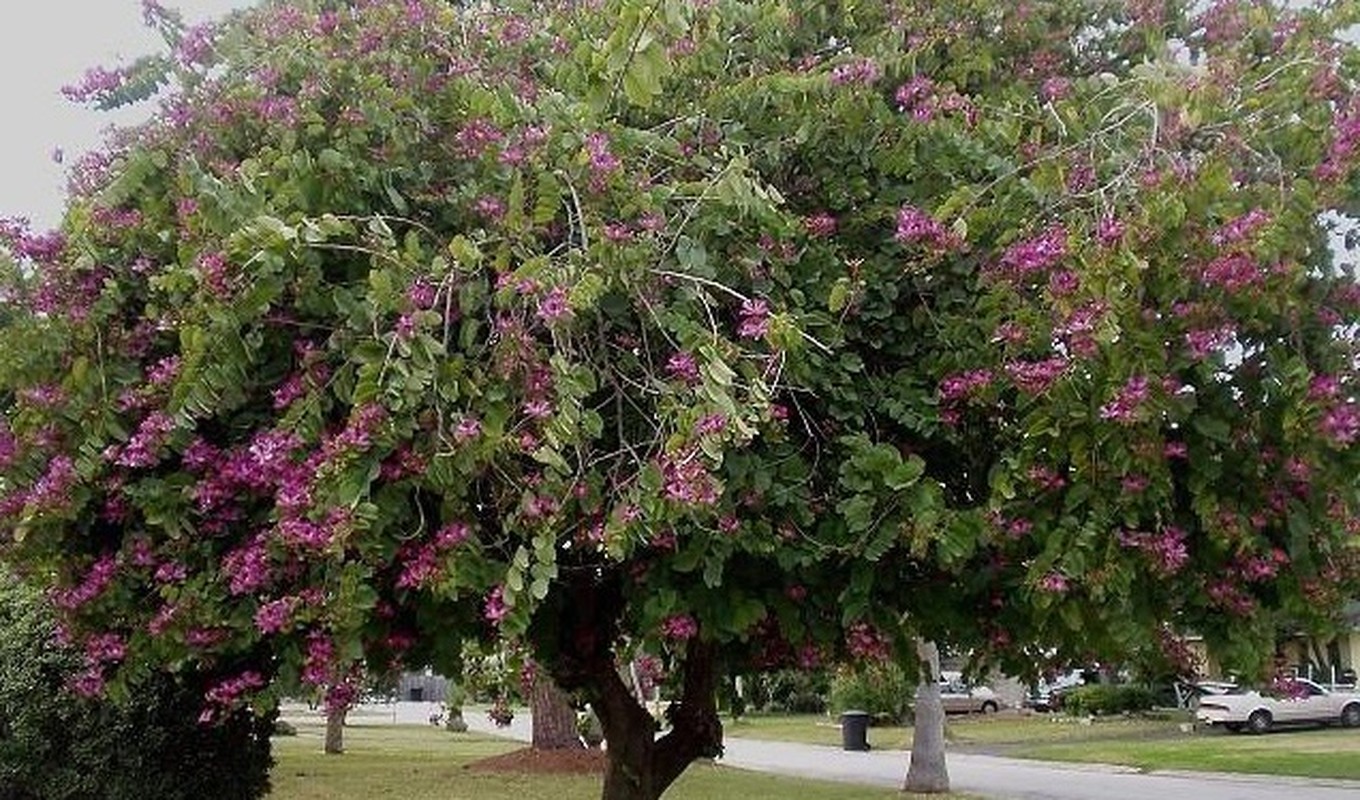 Bai thuoc hay cuc hieu qua tu nhung cay bong mat via he-Hinh-13