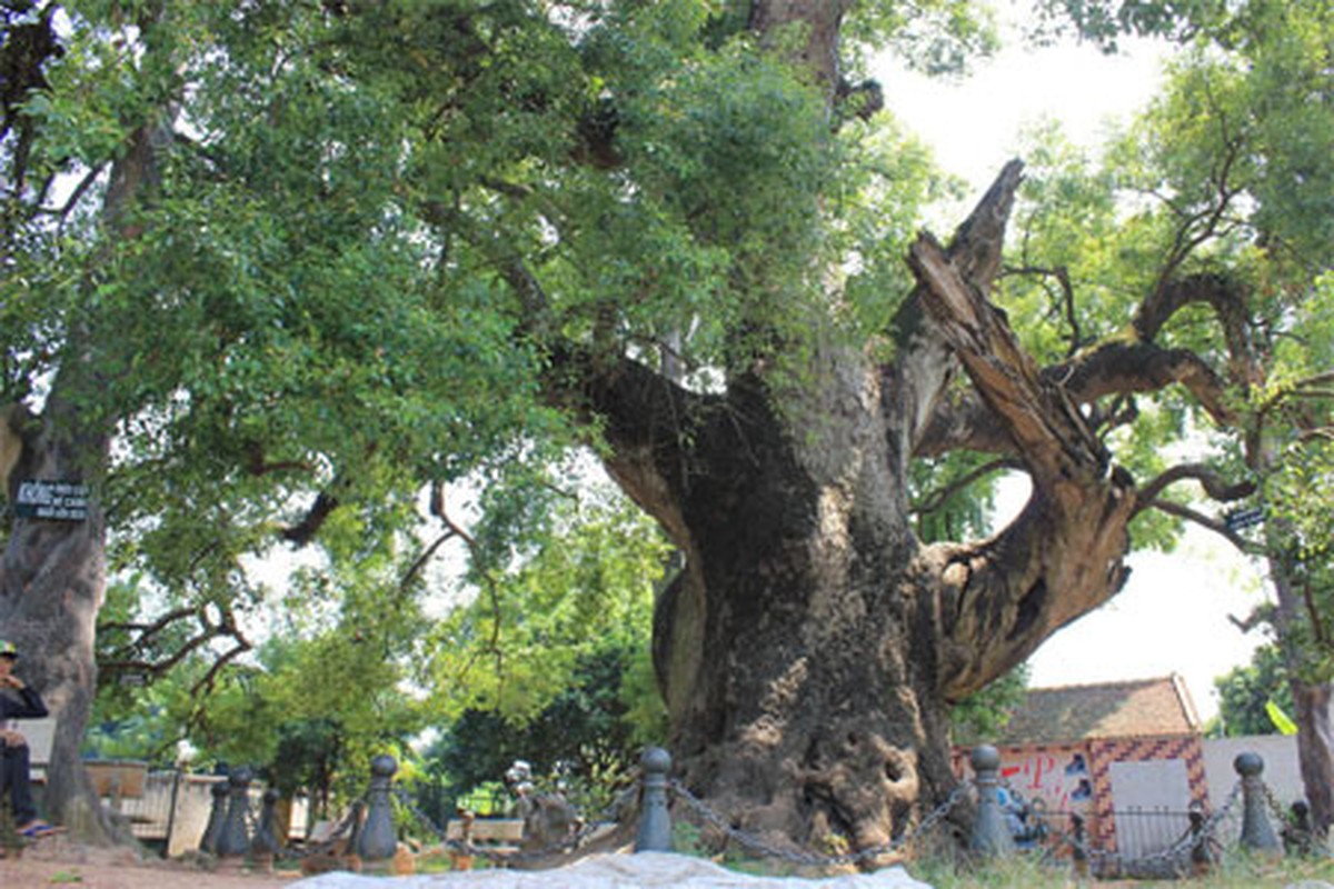 Khong ngo nhung cay co thu nay chua benh tot den vay-Hinh-4