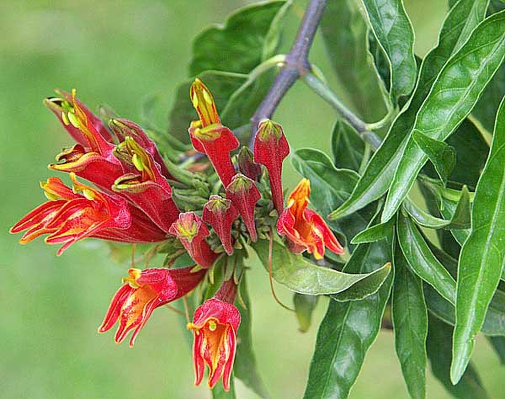 Bai thuoc chua benh duong tieu hoa tu cac cay canh quen thuoc-Hinh-12