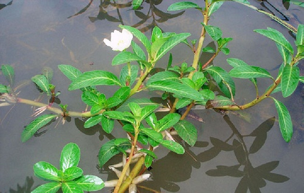 Bai thuoc tri benh tieu duong tu nhung cay song duoi nuoc-Hinh-8