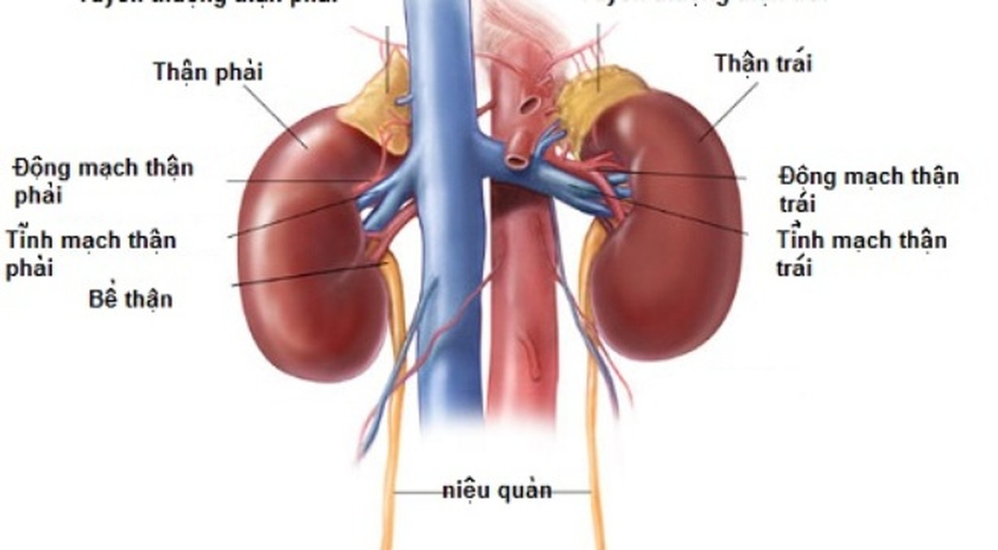 Bai thuoc tri benh tieu duong tu nhung cay song duoi nuoc-Hinh-9