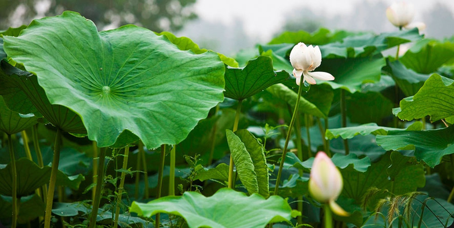 6 loai tra uong huyet ap cao toi may cung tro ve on dinh-Hinh-4