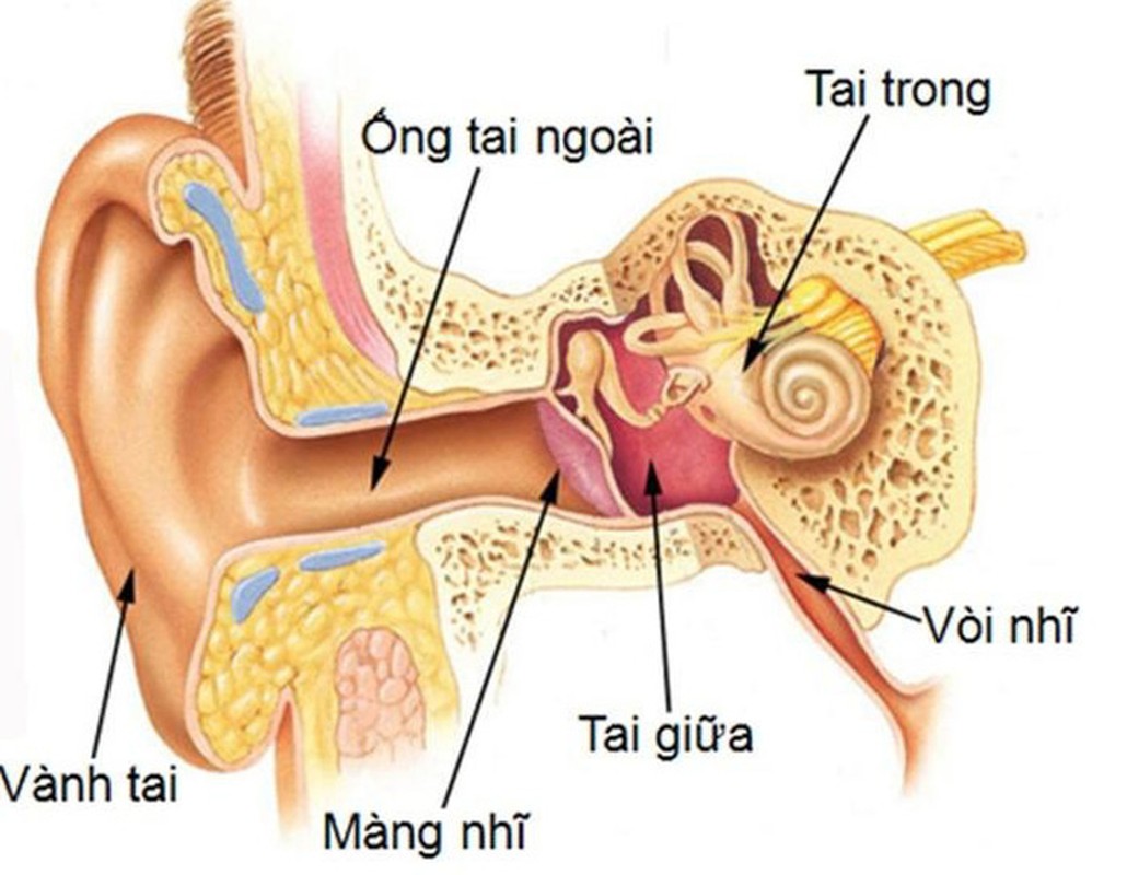 Diem ten 10 benh chi co the khoi khi dung rau diep ca-Hinh-9