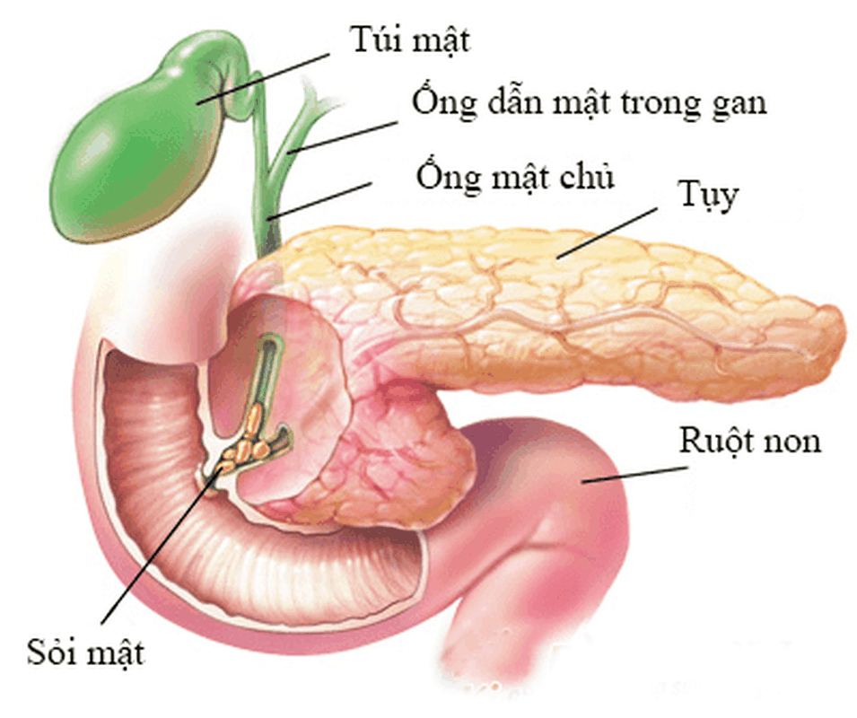 Phuong thuoc chua xuat huyet, viem than... cua bap ngo-Hinh-5