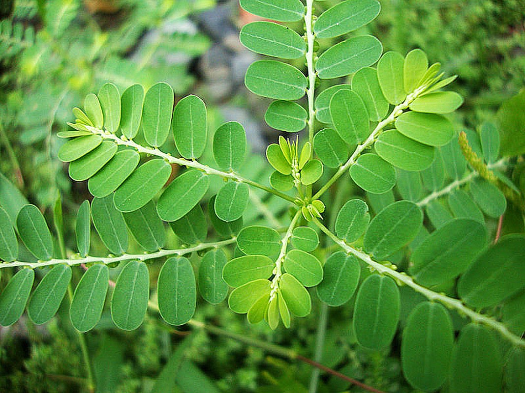 500 trieu khong cuu duoc la gan nhung 5 loai thao duoc nay hoan toan co the-Hinh-4