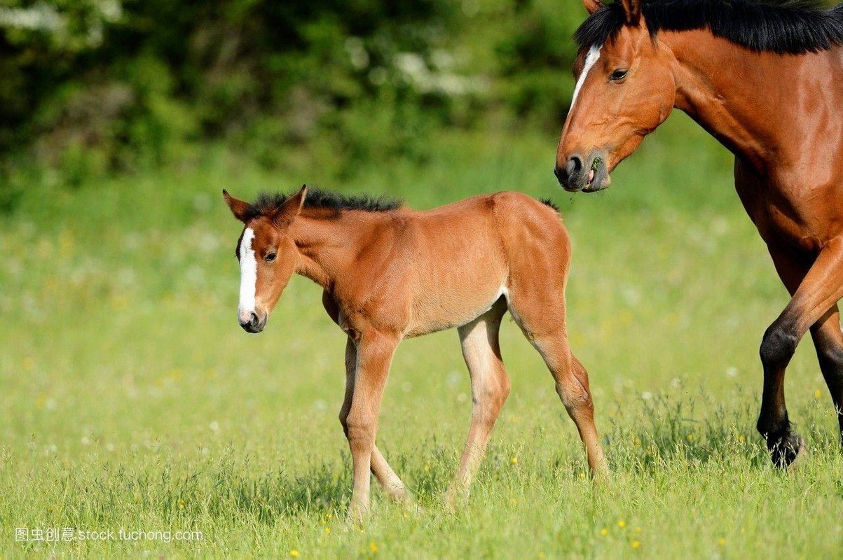 Tu vi tuan moi 18/03 - 24/03/2019 cho 12 con giap: Tuoi Dan phat het co-Hinh-7