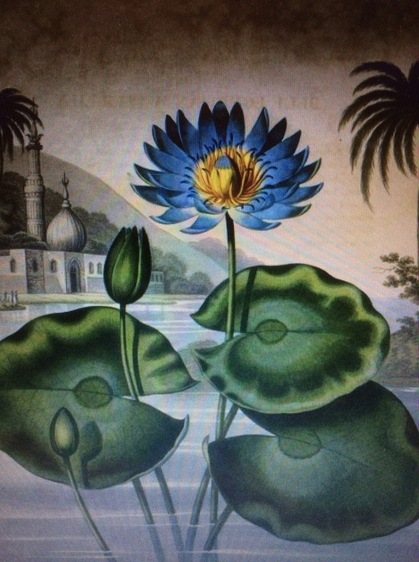 Su that ky di ve hoa sen xanh phu tren thi the Pharaoh Ai Cap-Hinh-6