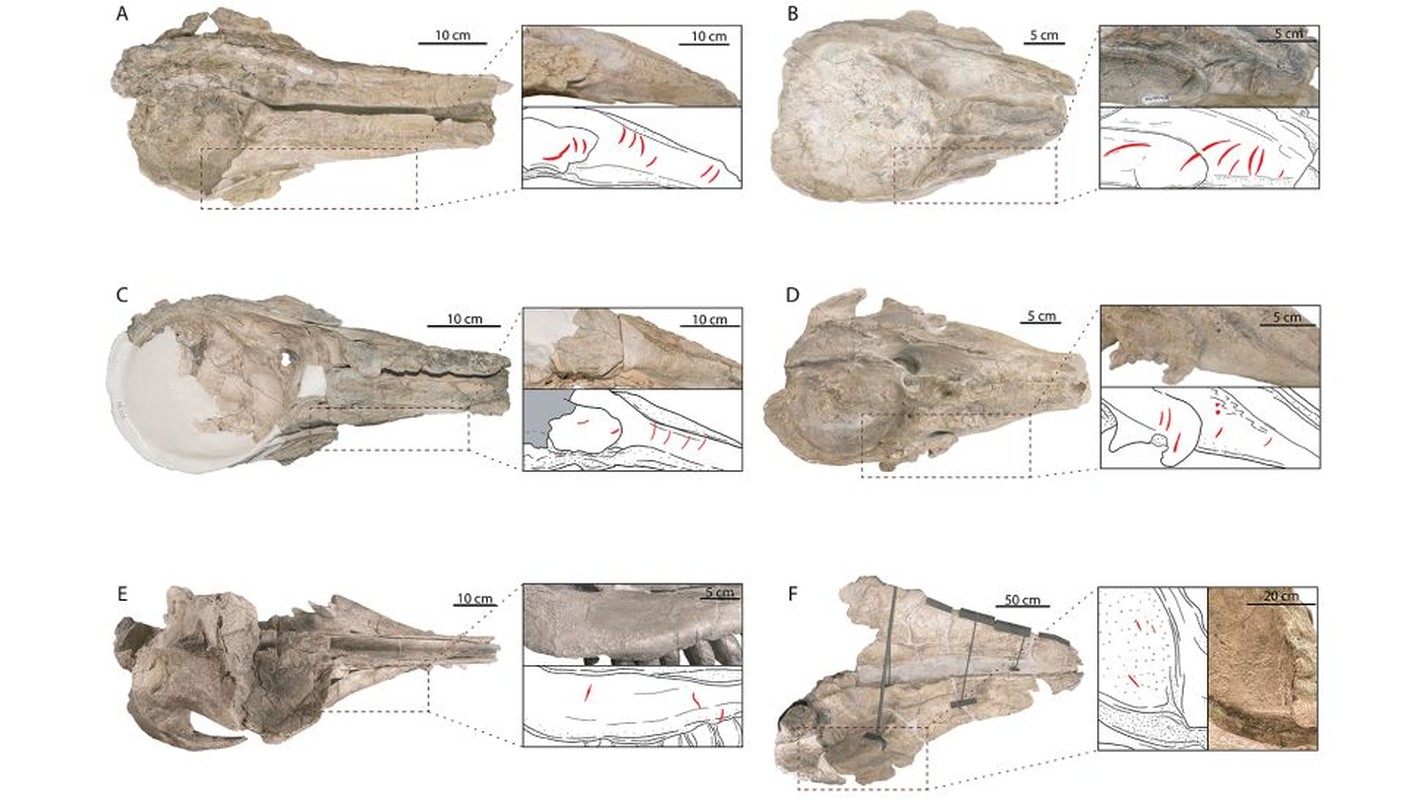 Su that ngo ngang “mon an vat” yeu thich cua sieu ca map Megalodon-Hinh-5