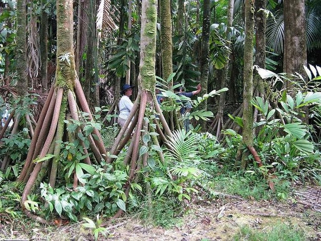 Bi an loai cay “di bo” duy nhat hanh tinh, 