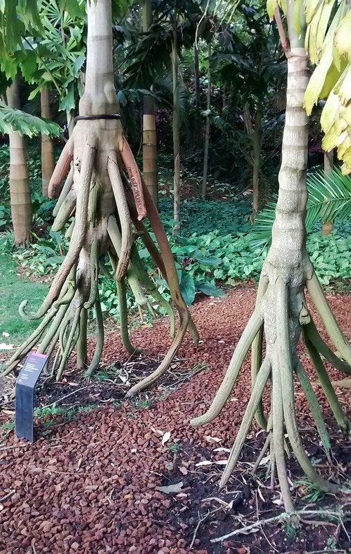 Bi an loai cay “di bo” duy nhat hanh tinh, 