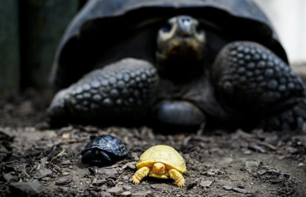 Can canh rua khong lo Galapagos bach tang: Loai sieu quy hiem!-Hinh-9