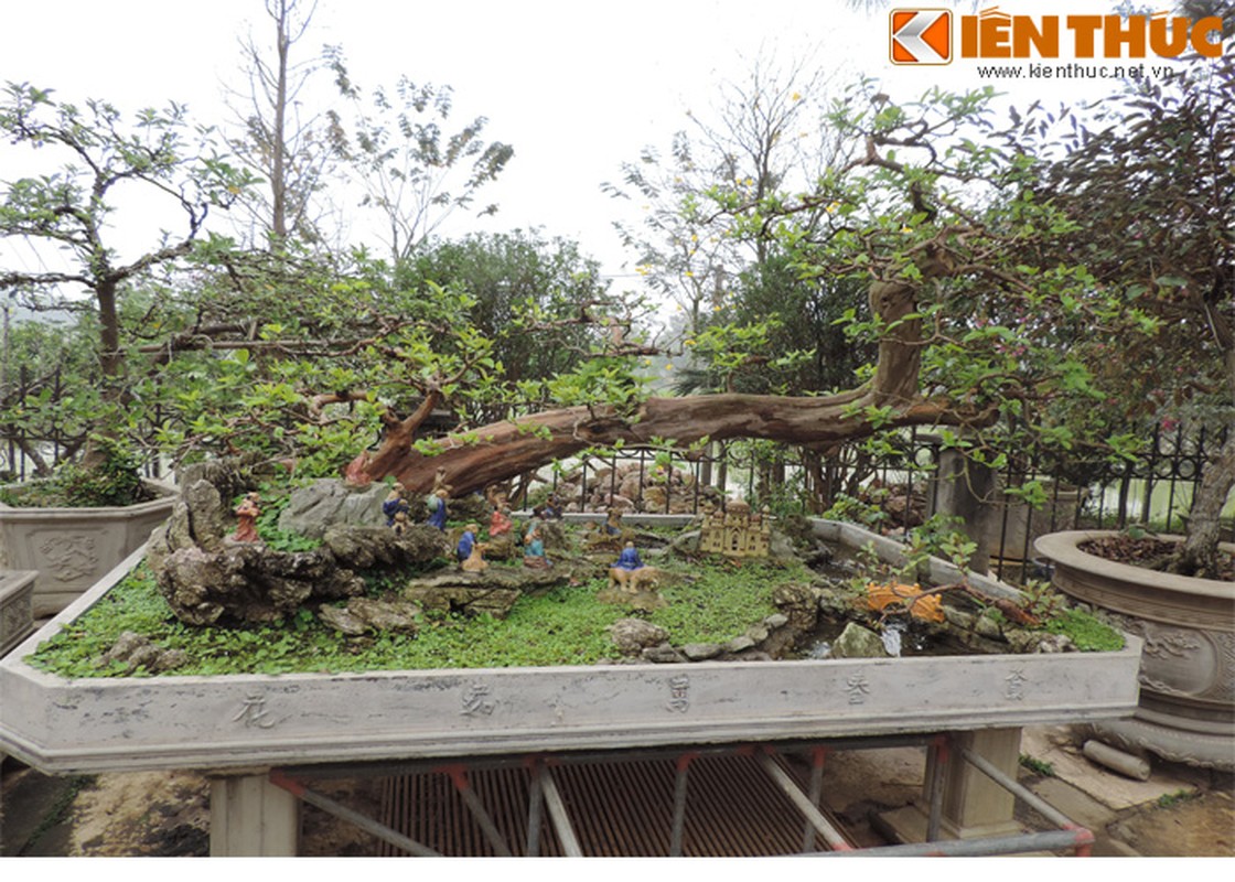 Bonsai an qua sieu doc la hut mat dan Ha Noi-Hinh-6