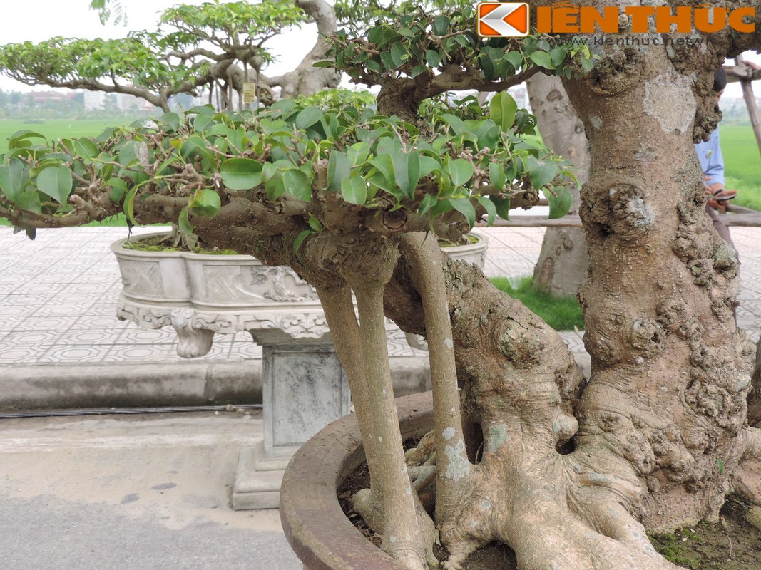 Dan cay sanh tram tuoi khoe dang doc khien dan Ha Noi phat cuong-Hinh-10